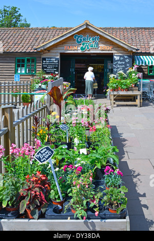 Gartenpflanzen zum Verkauf außerhalb des Calcott Hall Farm Shop, wobei der Kunde das Einkaufsviertel Brentwood Essex England betritt Stockfoto