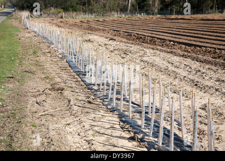 Schutzrohre aus Kunststoff decken neue Hecke Weißdorn Pflanzen wachsen am Rande eines Feldes Hollesley, Suffolk, England Stockfoto