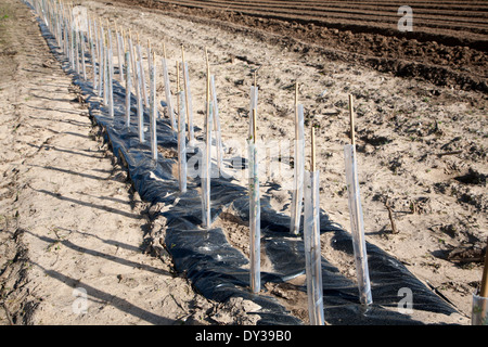 Schutzrohre aus Kunststoff decken neue Hecke Weißdorn Pflanzen wachsen am Rande eines Feldes Hollesley, Suffolk, England Stockfoto