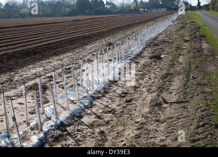 Schutzrohre aus Kunststoff decken neue Hecke Weißdorn Pflanzen wachsen am Rande eines Feldes Hollesley, Suffolk, England Stockfoto