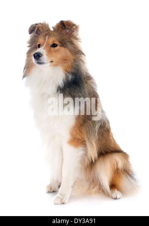 Porträt eines reinrassigen Shetland Hundes vor weißem Hintergrund Stockfoto