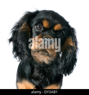 Welpen-Cavalier king Charles vor weißem Hintergrund Stockfoto