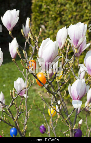 Wunderschöne Magnolie Strauch mit Osterdekoration Stockfoto