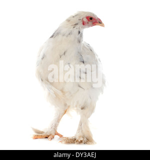 Brahma Huhn vor weißem Hintergrund Stockfoto