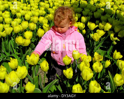 Frühling Zeit in den Niederlanden: ein kleines Mädchen steht in einem Feld der Lampe zwischen gelben Tulpen. Stockfoto