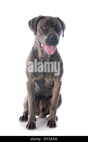 italienische Dogge vor weißem Hintergrund Stockfoto