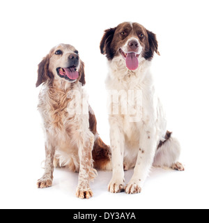 zwei Spaniel vor weißem Hintergrund Stockfoto