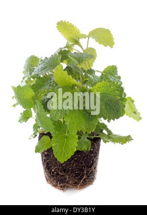 Melissa Officinalis vor weißem Hintergrund Stockfoto