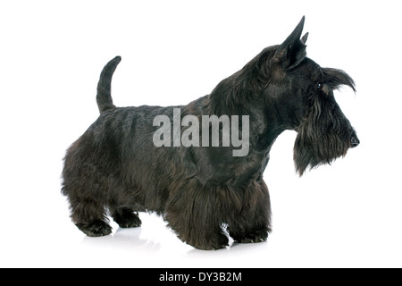 Scottish Terrier vor weißem Hintergrund Stockfoto