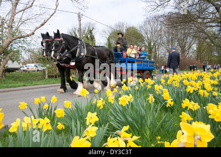 Thriplow, Cambridgeshire, Großbritannien. 5. April 2014. Besucher genießen Sie eine Fahrt auf einem Pferd und Wagen, wie Tausende von Menschen Frühlingssonne am Thriplow Narzisse Wochenende in Cambridgeshire UK 5. April 2014 genießen. Jedes Jahr zwischen 7000-10000 Menschen besuchen die Dorf-Veranstaltung, um Anzeigen von Narzissen, Stände besuchen Bewohner offenen Gärten, Handwerk Scheunen, Essen, Morris tanzen, Land Handwerk Demonstrationen, schwere Pferde und Kirmes rides. Die Straßen sind für den Verkehr, so dass die Besucher zu die hübschen Dorf Gassen in einer Feier des Frühlings Wandern geschlossen. Bildnachweis: Julian Eales/Alamy Live-Nachrichten Stockfoto