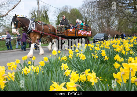 Thriplow, Cambridgeshire, Großbritannien. 5. April 2014. Besucher genießen Sie eine Fahrt auf einem Pferd und Wagen, wie Tausende von Menschen Frühlingssonne am Thriplow Narzisse Wochenende in Cambridgeshire UK 5. April 2014 genießen. Jedes Jahr zwischen 7000-10000 Menschen besuchen die Dorf-Veranstaltung, um Anzeigen von Narzissen, Stände besuchen Bewohner offenen Gärten, Handwerk Scheunen, Essen, Morris tanzen, Land Handwerk Demonstrationen, schwere Pferde und Kirmes rides. Die Straßen sind für den Verkehr, so dass die Besucher zu die hübschen Dorf Gassen in einer Feier des Frühlings Wandern geschlossen. Bildnachweis: Julian Eales/Alamy Live-Nachrichten Stockfoto