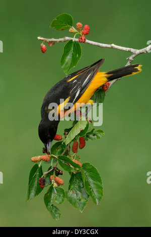 Baltimore Oriole - Ikterus Galbula - Männchen Stockfoto