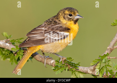 Baltimore Oriole - Ikterus Galbula - erwachsenes Weibchen Stockfoto
