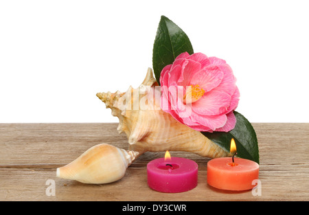 Muscheln mit einer Kamelie und brennenden Kerzen auf alte verwitterte Holz Stockfoto
