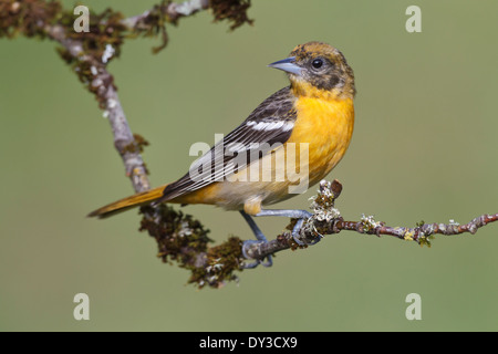 Baltimore Oriole - Ikterus Galbula - erwachsenes Weibchen Stockfoto