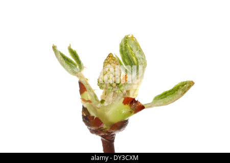 Brechen von Rosskastanie Baum Blatt und Blütenknospe isoliert gegen weiß Stockfoto