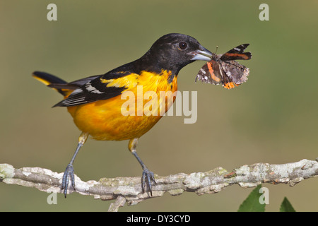 Baltimore Oriole - Ikterus Galbula - Männchen Stockfoto
