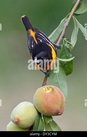 Baltimore Oriole - Ikterus Galbula - Männchen Stockfoto