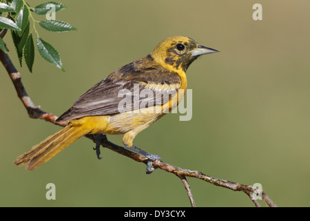 Baltimore Oriole - Ikterus Galbula - erwachsenes Weibchen Stockfoto