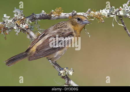 Baltimore Oriole - Ikterus Galbula - erwachsenes Weibchen Stockfoto