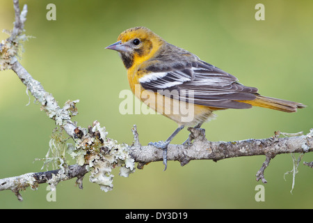 Baltimore Oriole - Ikterus Galbula - erwachsenes Weibchen Stockfoto