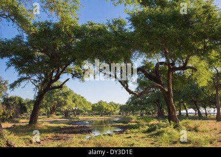 Aue am Sambesi-Fluss Stockfoto