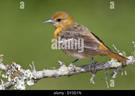 Baltimore Oriole - Ikterus Galbula - erwachsenes Weibchen Stockfoto