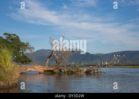 Vögel auf umgestürzten Baum im Sambesi Stockfoto