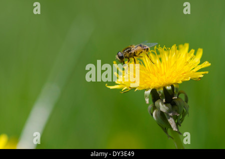 Ein Hoverfly auf einem Löwenzahn Blume auf einer sonnigen Wiese Cumbrian Stockfoto