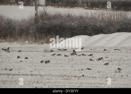 Herde von Ringeltauben (Columba Palumbus) Fütterung auf alten Schnee bedeckten Stoppeln im Winter in Großbritannien Stockfoto