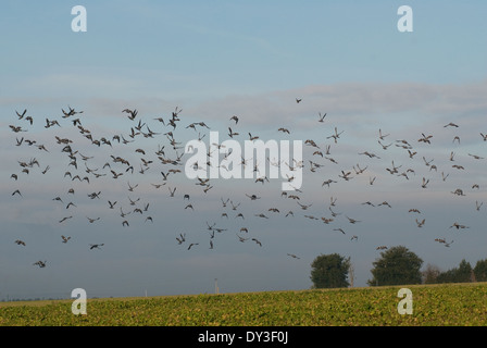 Herde von Ringeltauben (Columba Palumbus) Einnahme von Rübe Absenderfeld Winter in Großbritannien Stockfoto