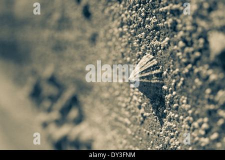 Strand-Detail, Seepocken und Napfschnecken auf Felsen Stockfoto