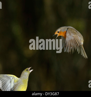 Welsh Garden Birds: Grünfink und Robin im Streit Stockfoto