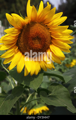 große gelbe Sonnenblumen, hautnah. vertikales Bild Stockfoto