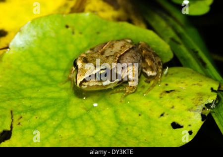 Ein Frosch auf ein Seerosenblatt in der Sonne aalen Stockfoto