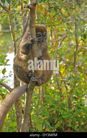 Östliche graue Bambus Lemur (Hapalemur früh), auch bekannt als der östliche graue sanfte Lemur oder östlichen weniger Bambus Lemur. Stockfoto