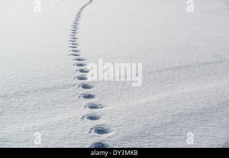 Spuren im Schnee Stockfoto