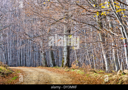 Kies-Landstraße durch schönen dichten Wald im Spätherbst Stockfoto