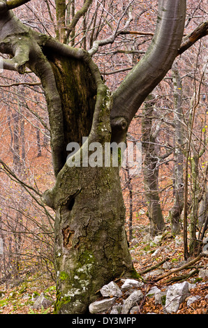 Gruselige alte Buche mitten im Bergwald Stockfoto