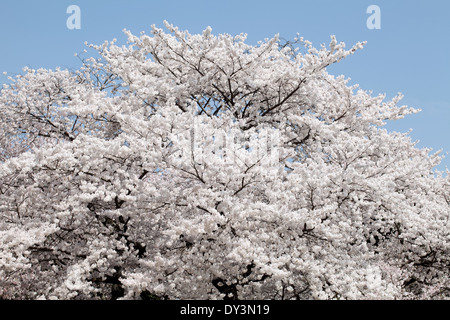 großen Kirschbaum Stockfoto