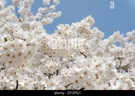 Frühling blühenden Kirschbaum Baum Stockfoto