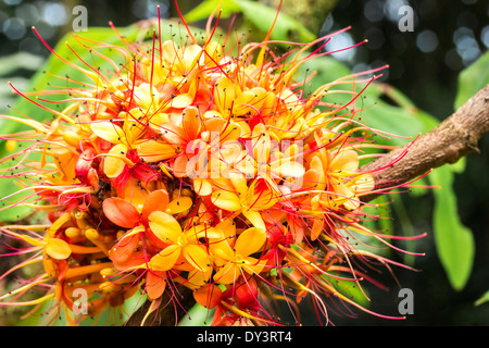 Die bunten Orangen und gelben Blüten der tropischen Sorrowless Baum Stockfoto