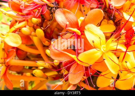 Die bunten Orangen und gelben Blüten der tropischen Sorrowless Baum Stockfoto