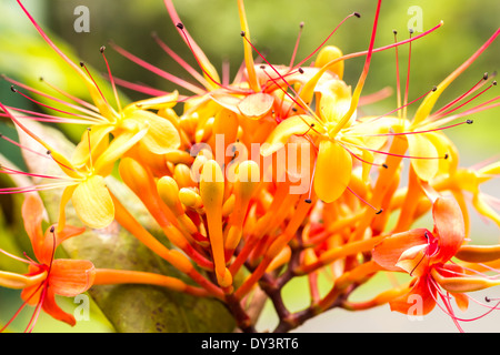 Die bunten Orangen und gelben Blüten der tropischen Sorrowless Baum Stockfoto