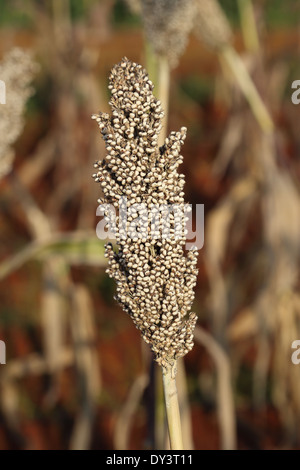 Nahaufnahme von Sorghum bicolor Pflanze Stockfoto