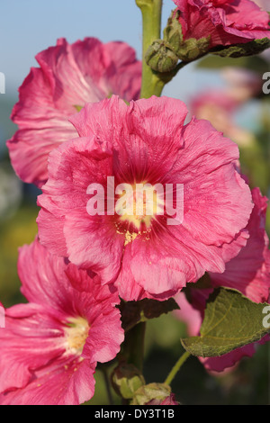 Blüten rosa Stockrose (Althaia Rosea) Stockfoto
