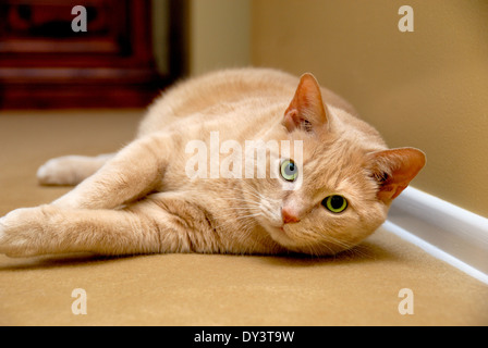 Eine Nahaufnahme Portrait einer orange Tabby Katze, liegend auf dem Teppich. Stockfoto