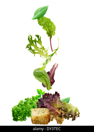 Salat-Blätter Sammlung Isolated On White Background Stockfoto