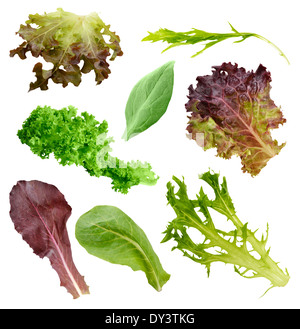 Salat-Blätter Sammlung Isolated On White Background Stockfoto