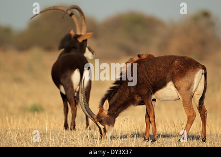 Paar Rappenantilopen (Hippotragus Niger), Südafrika Stockfoto